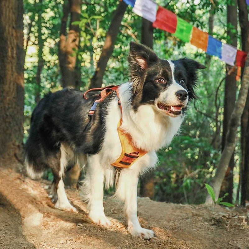 All-in-One Dog Harness with Retractable Lead